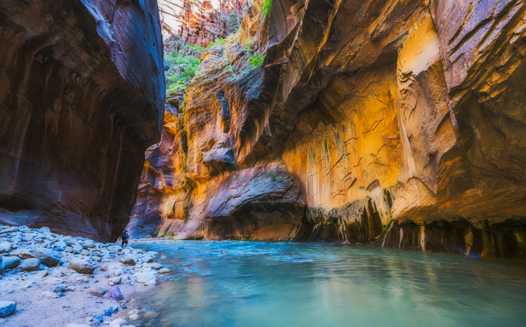 Turquoise waters of the Virgin River flowing through the towering red and golden sandstone walls of The Narrows in Zion National Park, with a hiker walking along the rocky canyon floor.