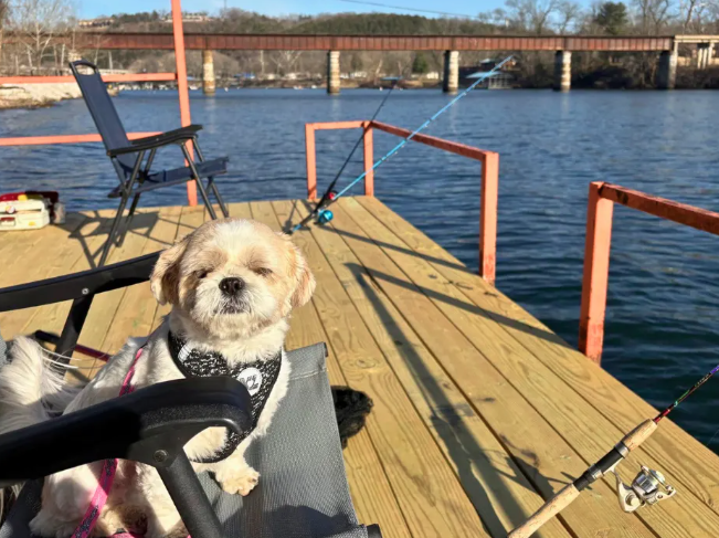 Dog relaxing on fishing dock at pet-friendly RV campground by the water