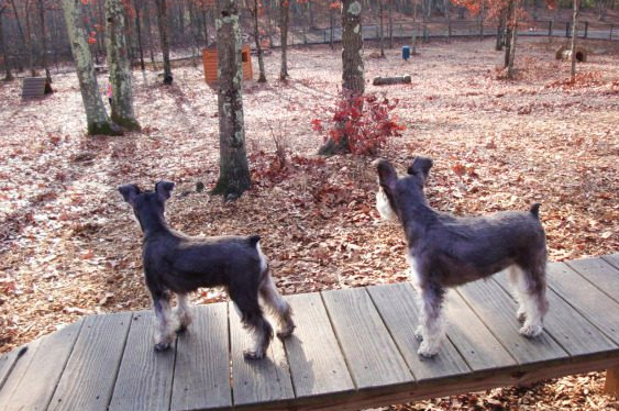 Dogs overlooking fenced dog park at pet-friendly RV campground