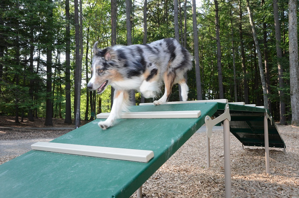 Dog playing on agility ramp at pet-friendly RV park dog park
