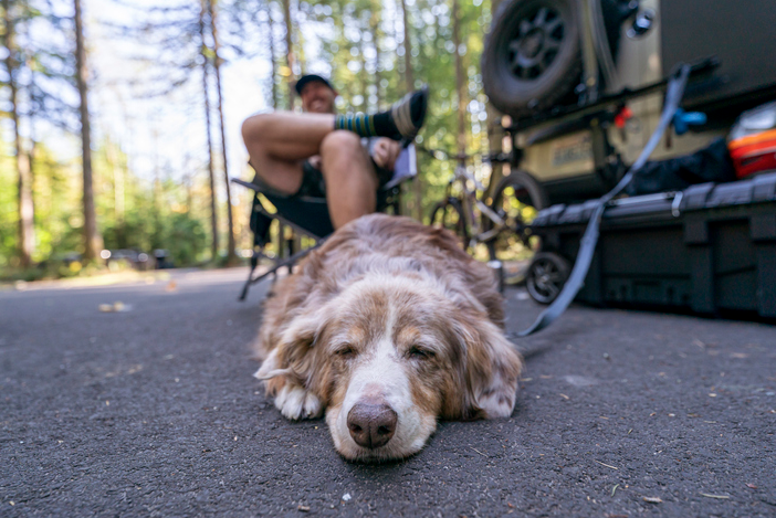 Dog lying on the ground at a campsite with an RV and a person relaxing in a chair in the background among trees.